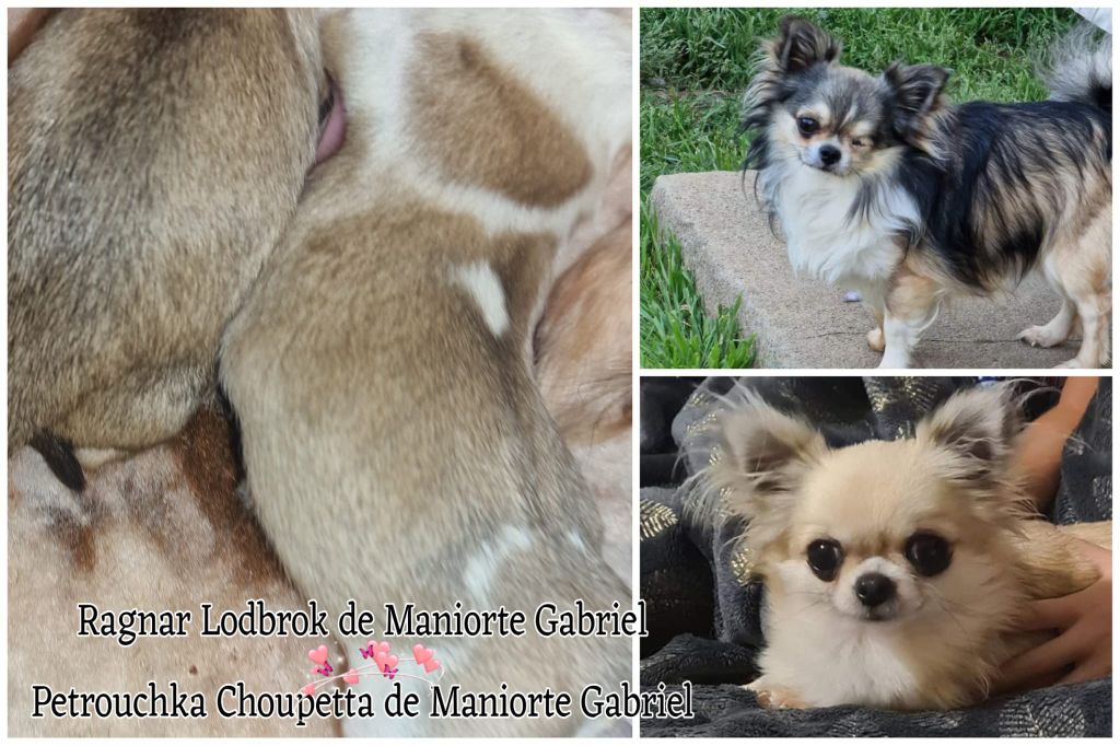 De Maniorte Gabriel - Chiot disponible  - Chihuahua