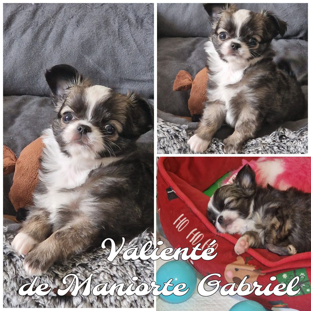 De Maniorte Gabriel - Chiot disponible  - Chihuahua