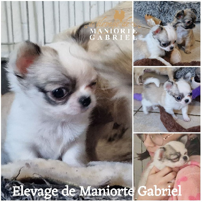 De Maniorte Gabriel - Chihuahua - Portée née le 29/09/2024