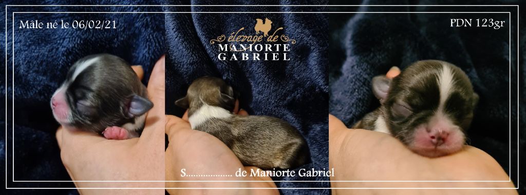 De Maniorte Gabriel - Chihuahua - Portée née le 06/02/2021