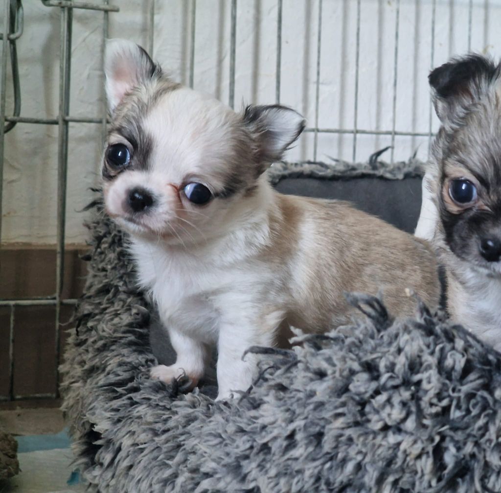 De Maniorte Gabriel - Chiot disponible  - Chihuahua