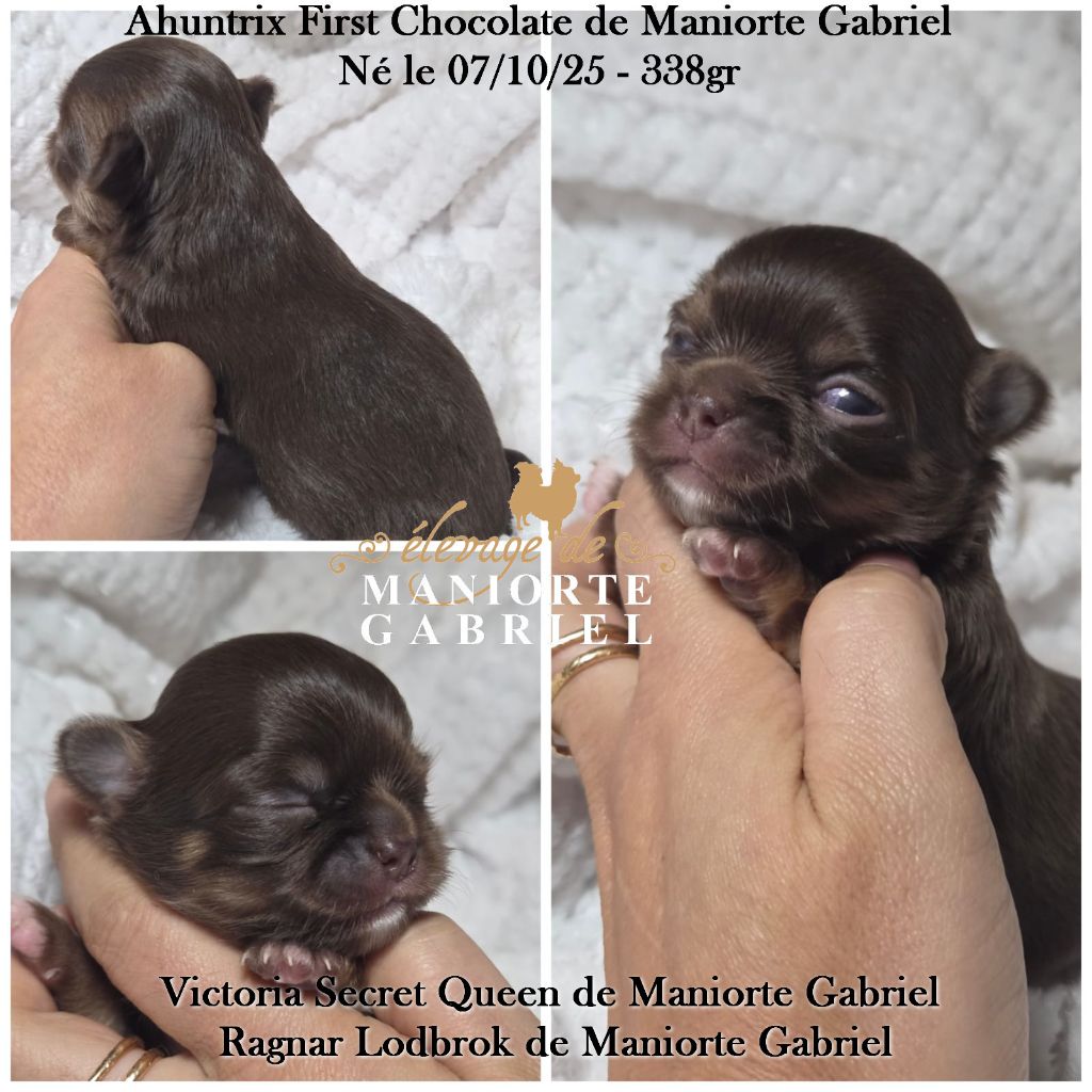 De Maniorte Gabriel - Chiots disponibles - Chihuahua