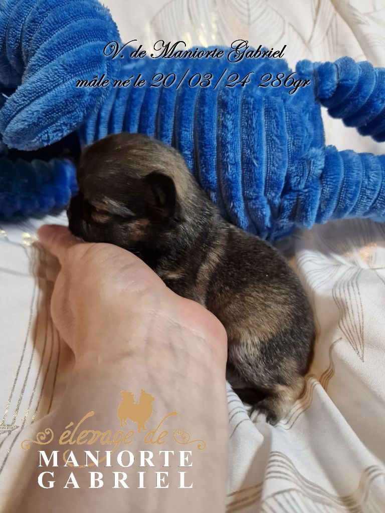 De Maniorte Gabriel - Chihuahua - Portée née le 20/03/2024