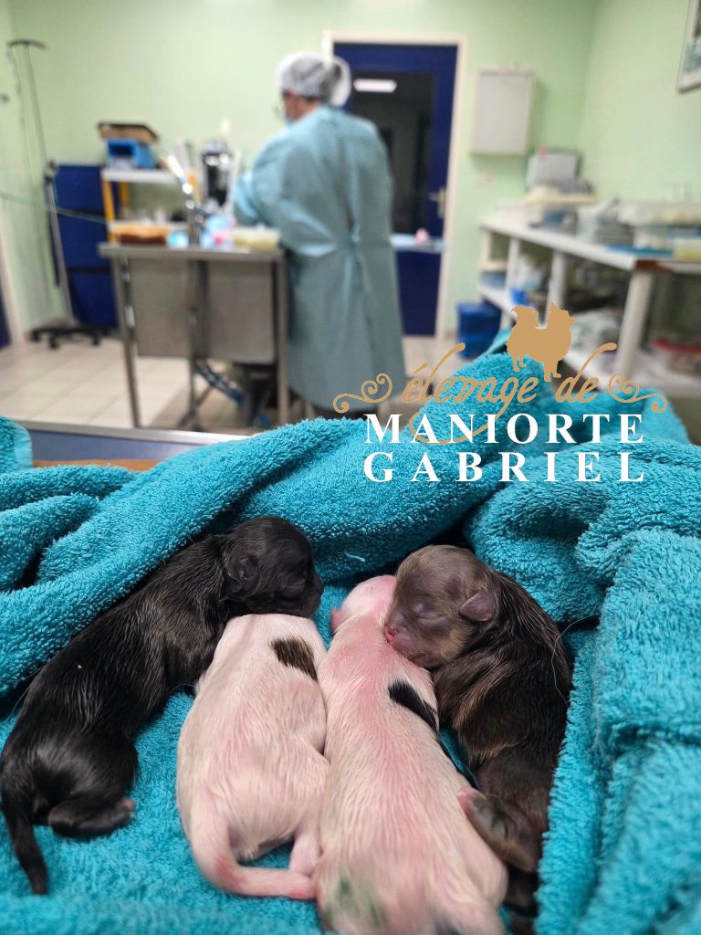 Chiot Chihuahua De Maniorte Gabriel