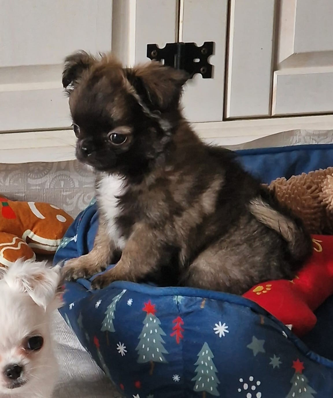 De Maniorte Gabriel - Chiots disponibles - Chihuahua