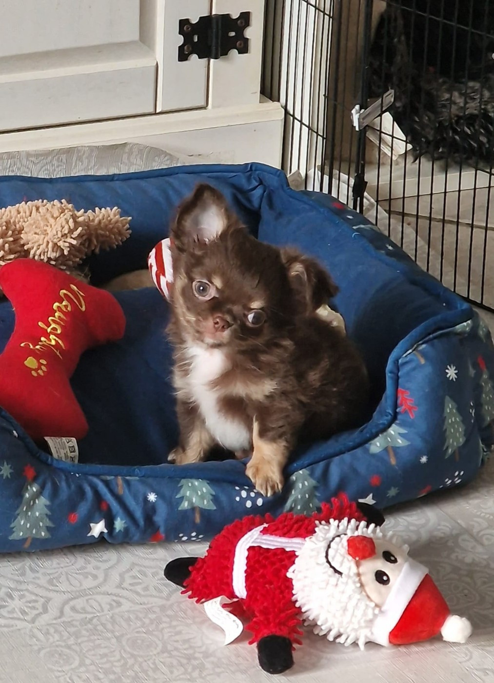 De Maniorte Gabriel - Chiots disponibles - Chihuahua