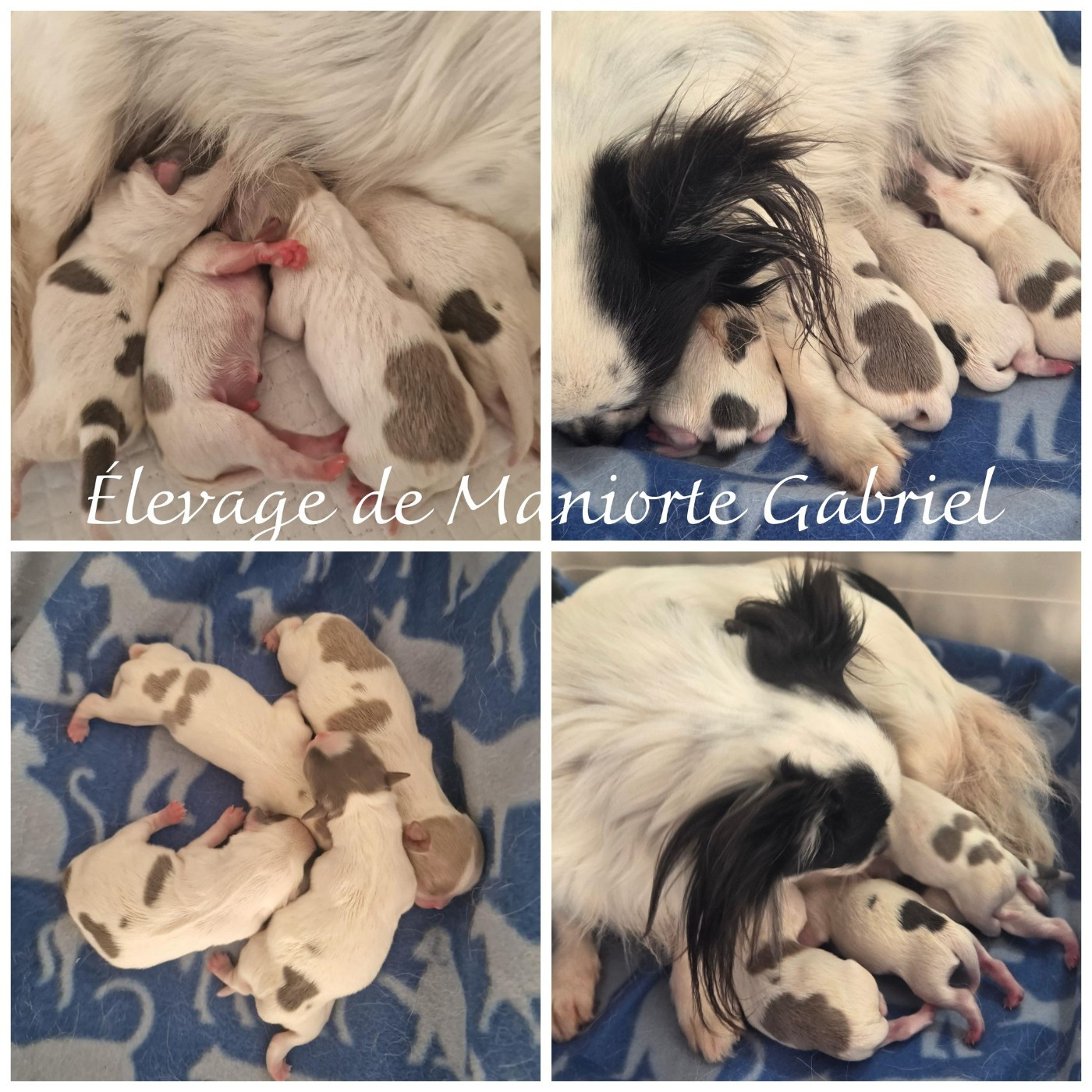 De Maniorte Gabriel - Chiots disponibles - Chihuahua