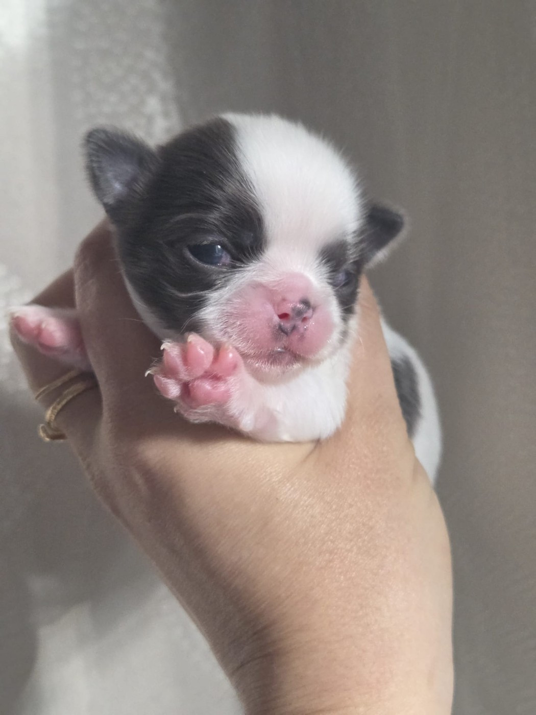 De Maniorte Gabriel - Chiots disponibles - Chihuahua