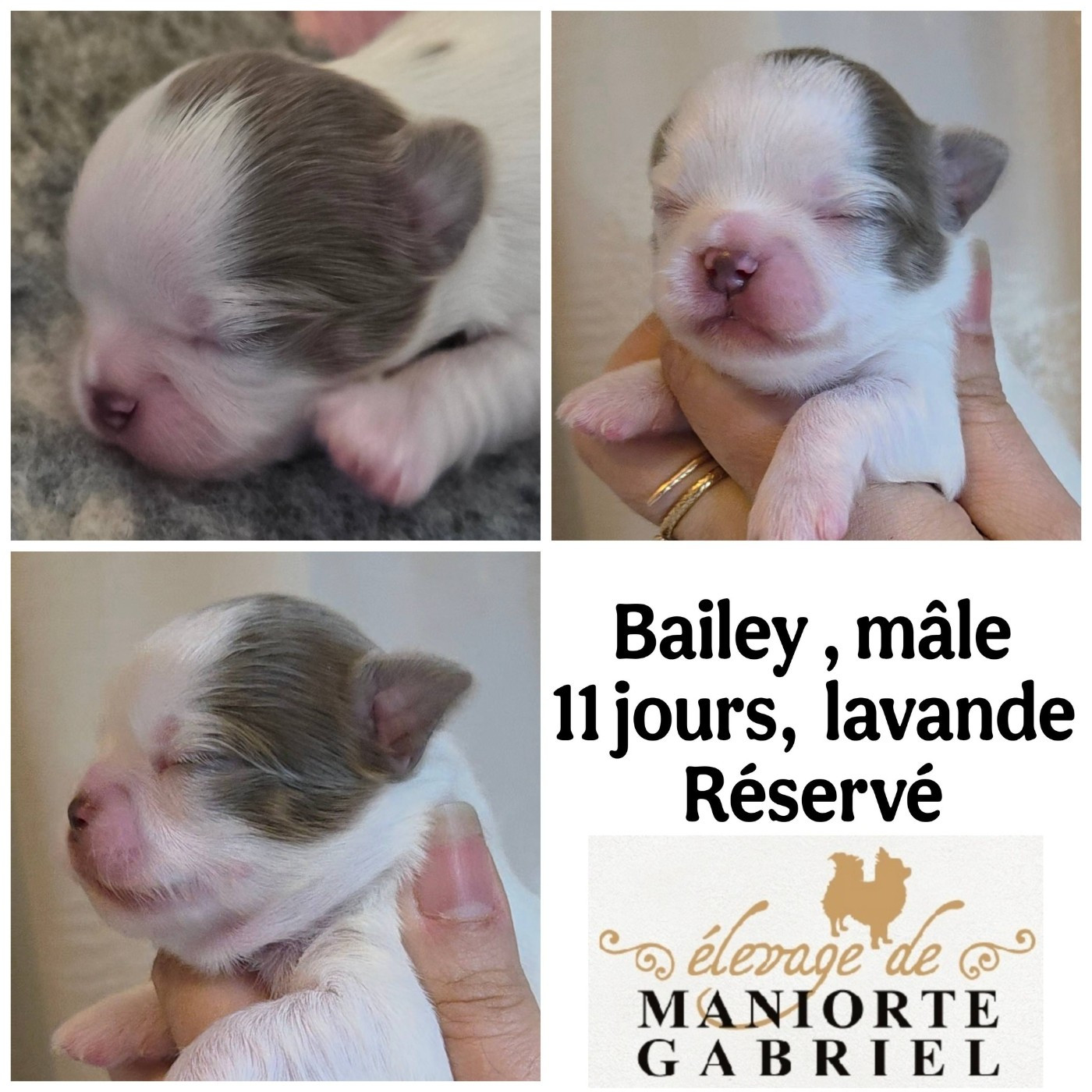 De Maniorte Gabriel - Chiots disponibles - Chihuahua