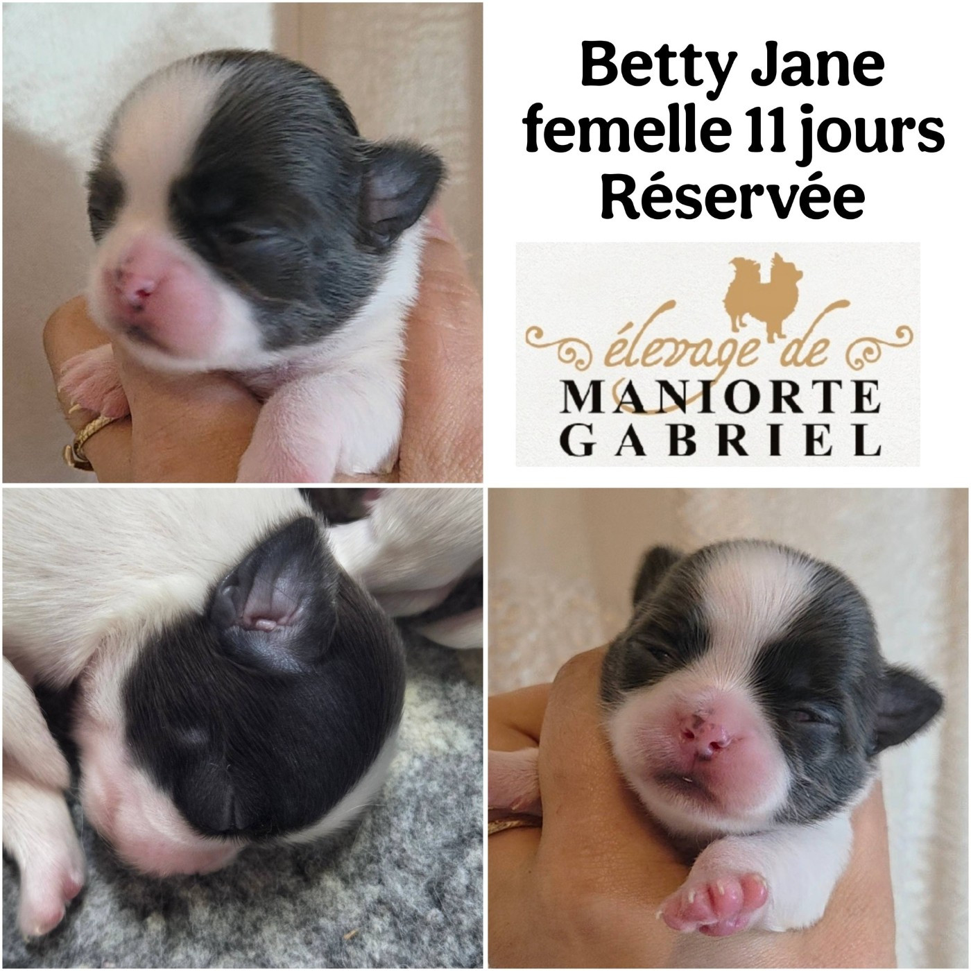 De Maniorte Gabriel - Chiots disponibles - Chihuahua