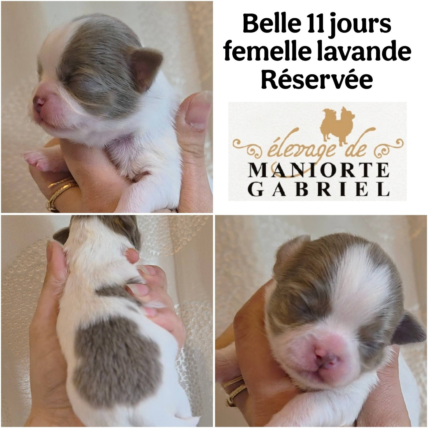 De Maniorte Gabriel - Chiots disponibles - Chihuahua