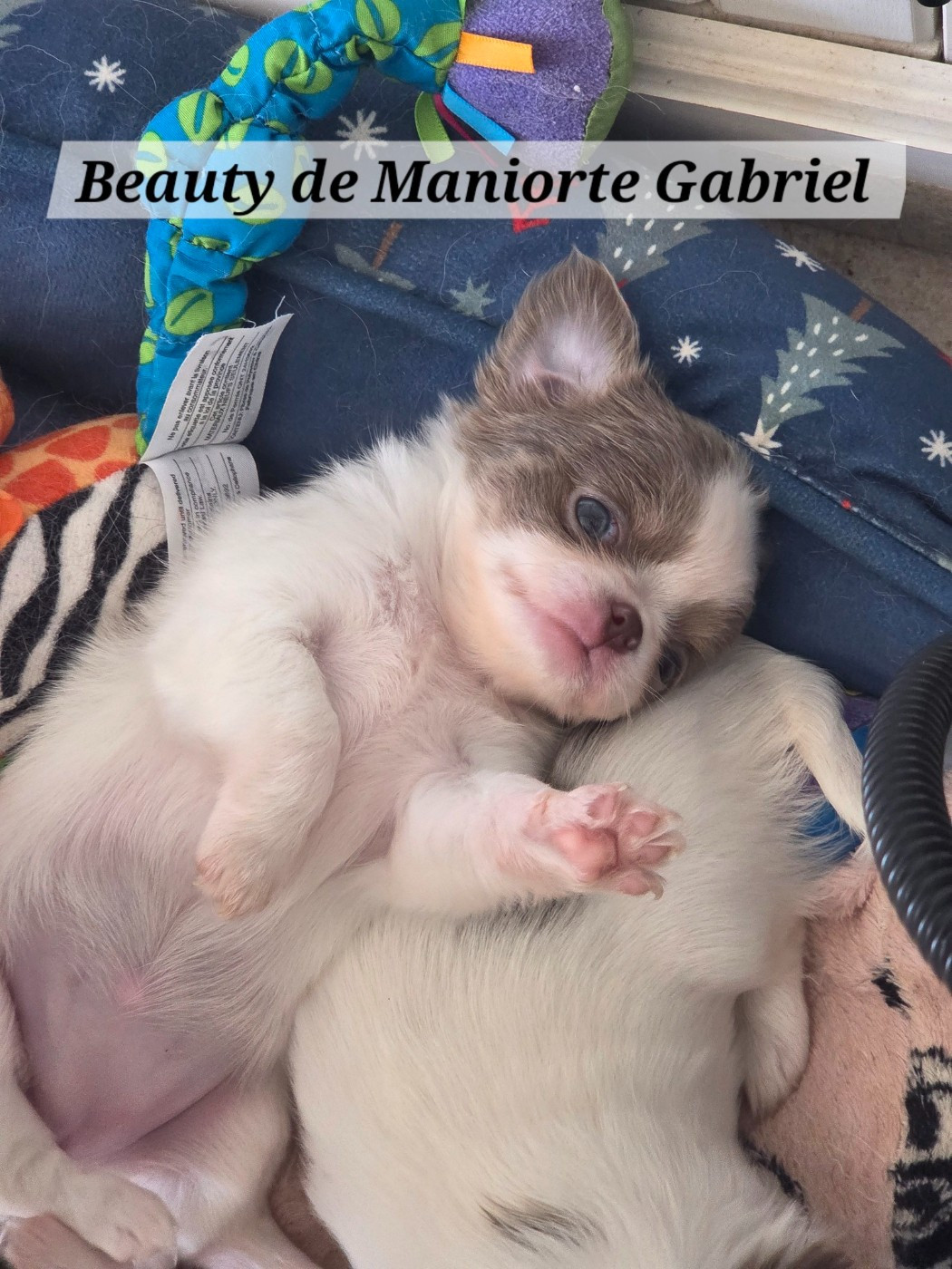 De Maniorte Gabriel - Chiots disponibles - Chihuahua