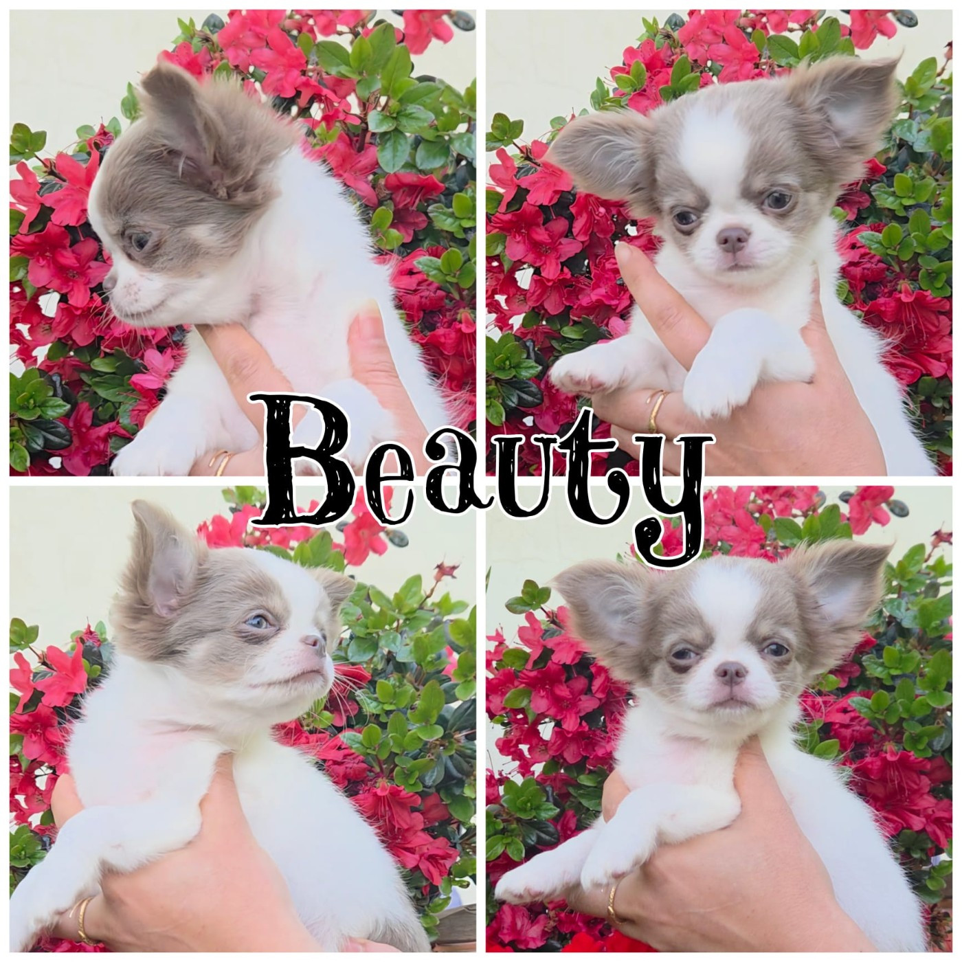 De Maniorte Gabriel - Chiots disponibles - Chihuahua