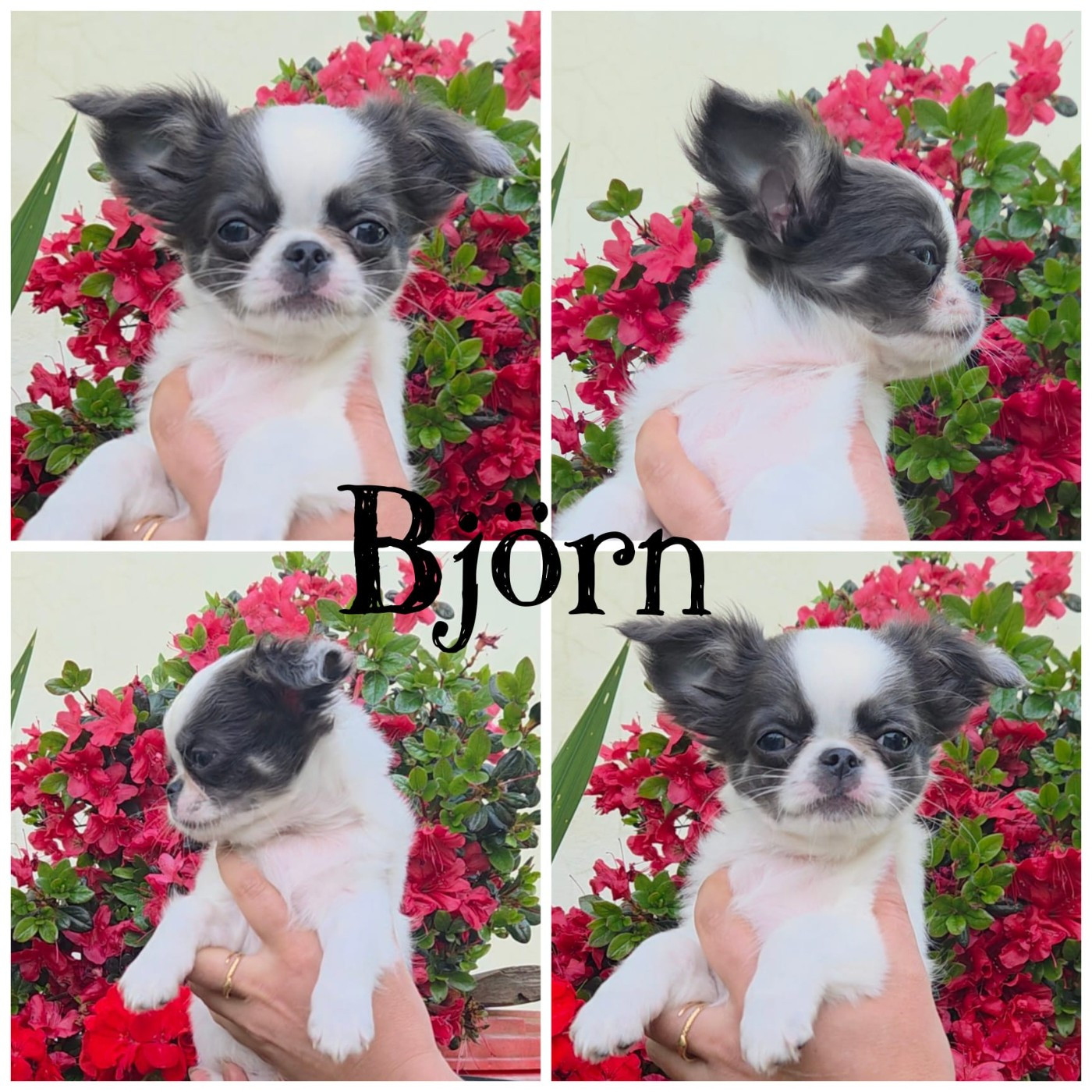 De Maniorte Gabriel - Chiots disponibles - Chihuahua