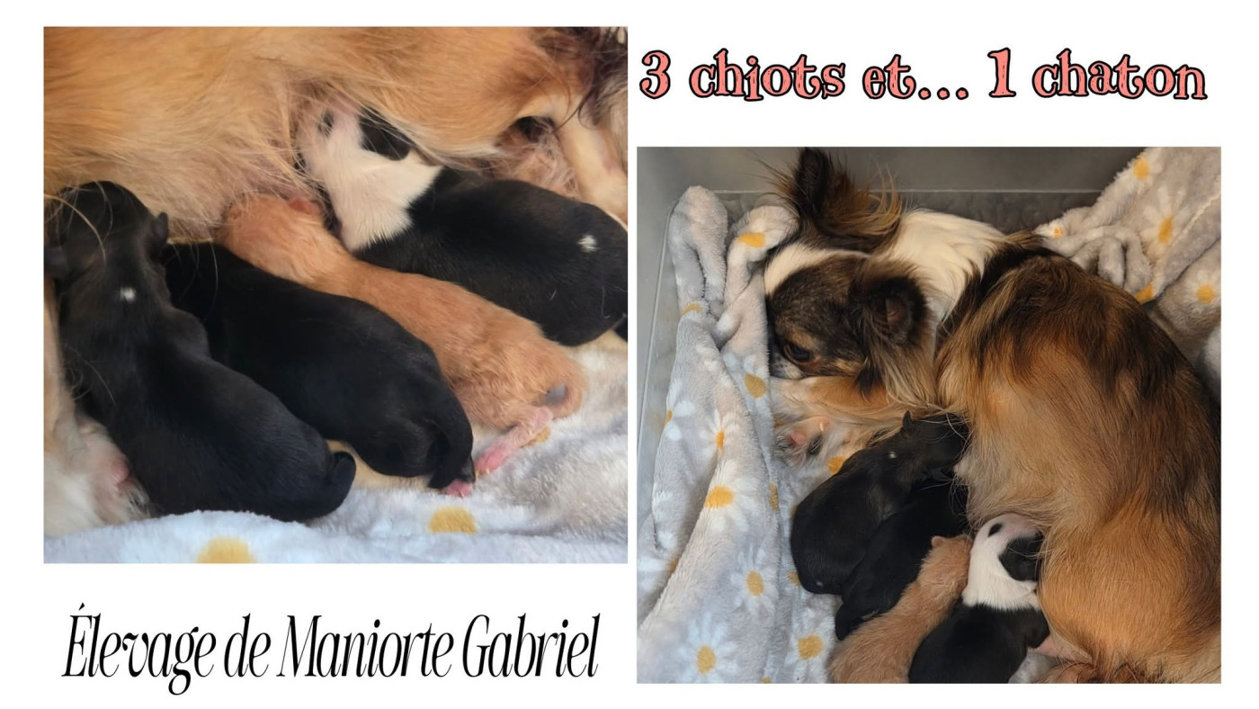 De Maniorte Gabriel - Chihuahua - Portée née le 01/06/2026