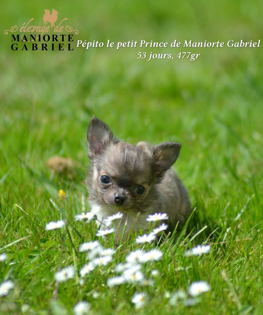 De Maniorte Gabriel - Chihuahua - Portée née le 07/04/2019