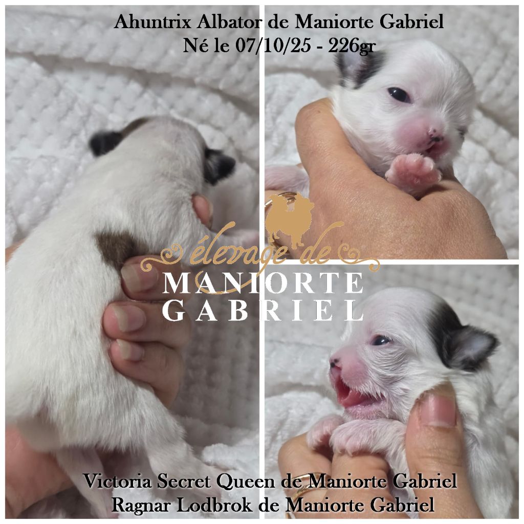 De Maniorte Gabriel - Chiots disponibles - Chihuahua