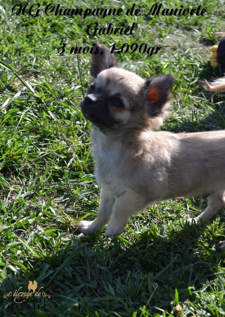 De Maniorte Gabriel - Chihuahua - Portée née le 17/04/2017
