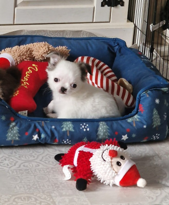 Ahuntrix Albator "Lapin"