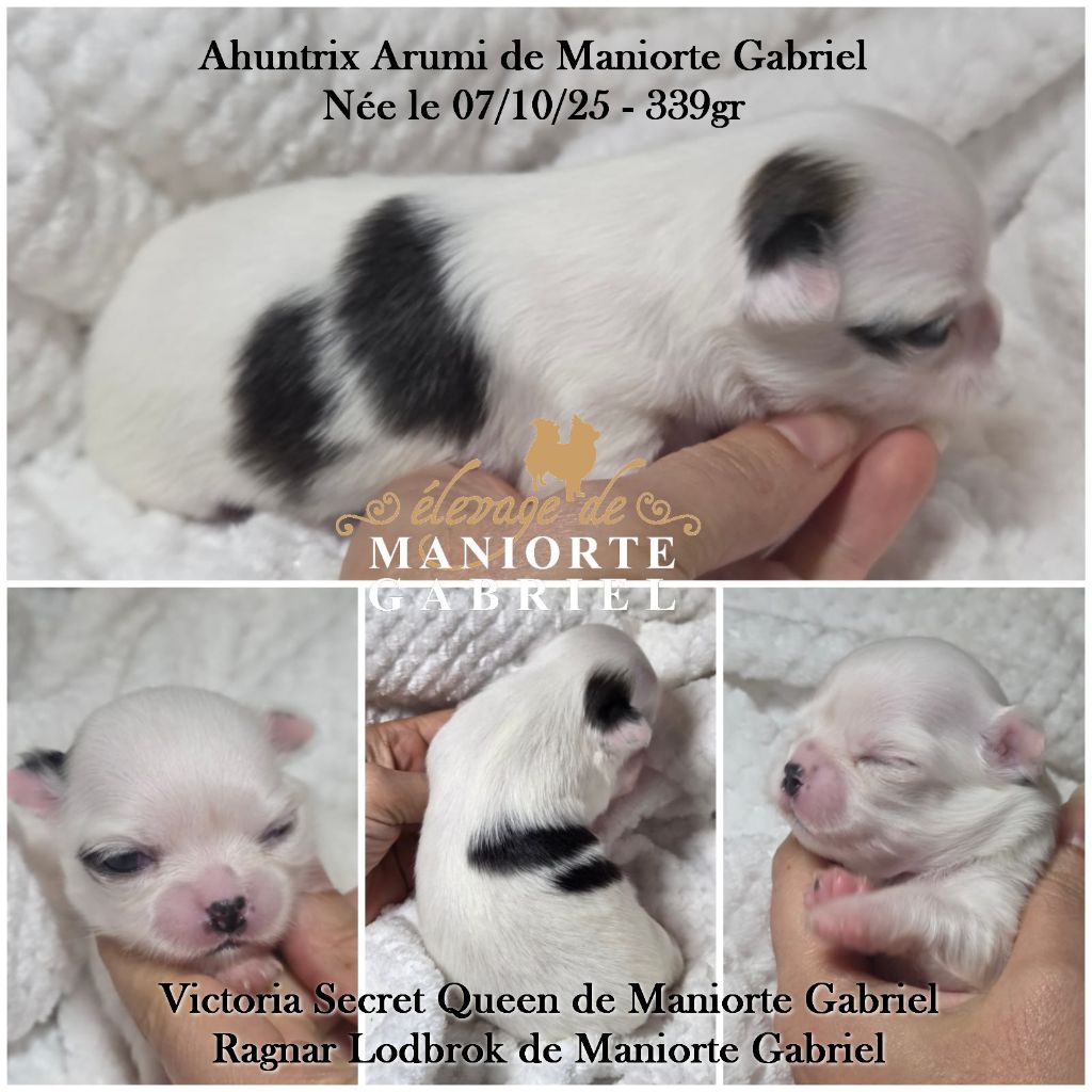 De Maniorte Gabriel - Chiots disponibles - Chihuahua